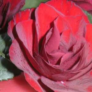Rosenblütenöl in Papier d'Arménie Rose